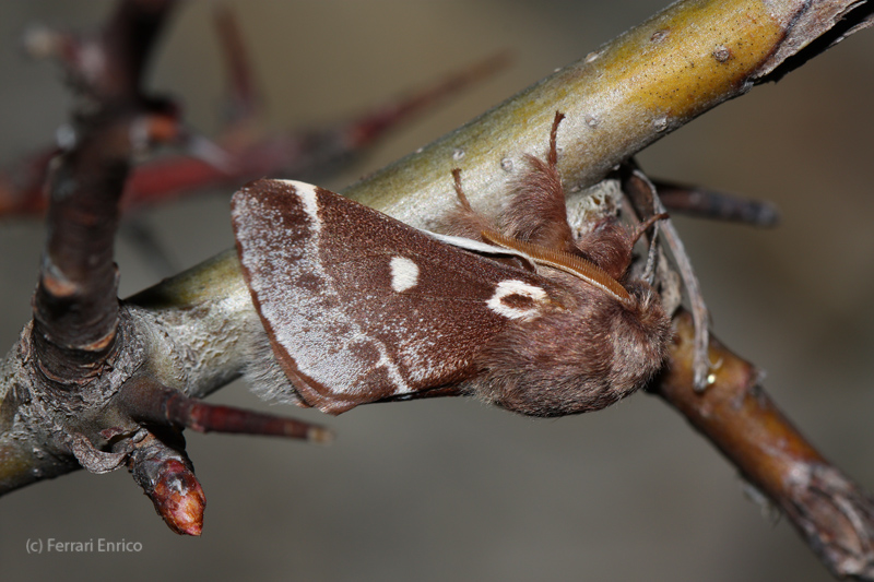 Un lume a primavera - Eriogaster lanestris